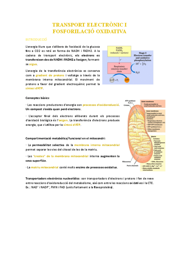 BSM-apunts-segon-parcial.pdf