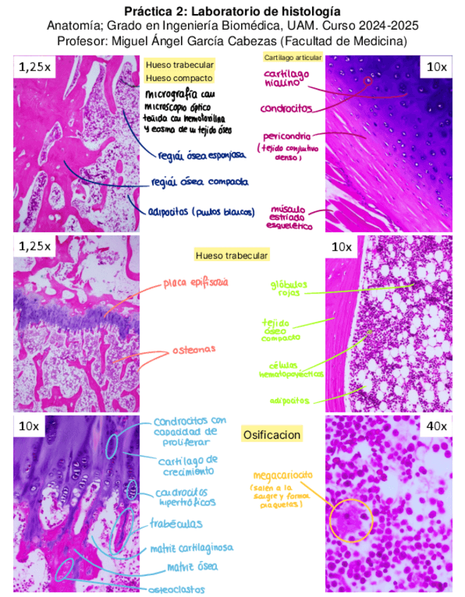 Practica-2-Histologia.pdf