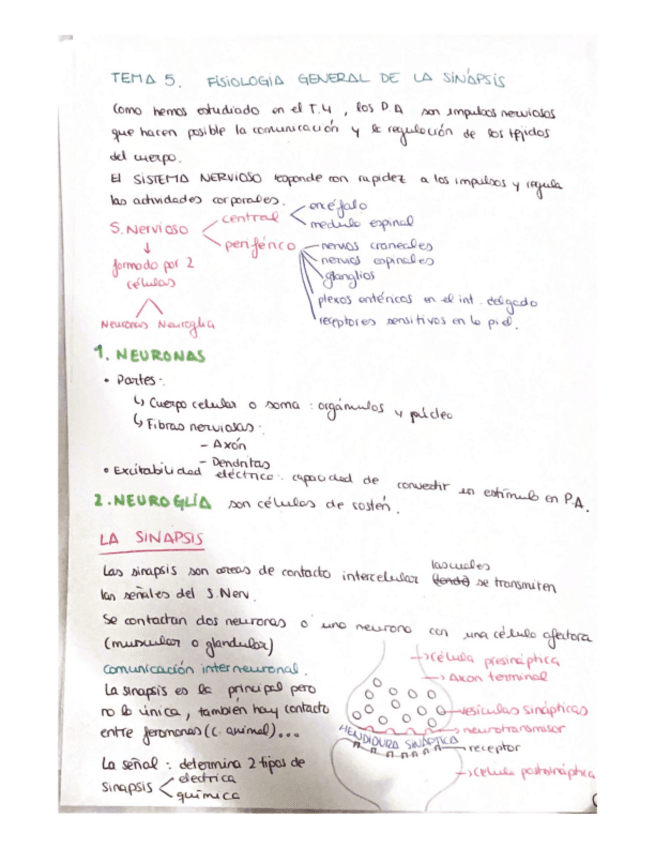 TEMA-5-Y-6-FISIOLOGIA.pdf