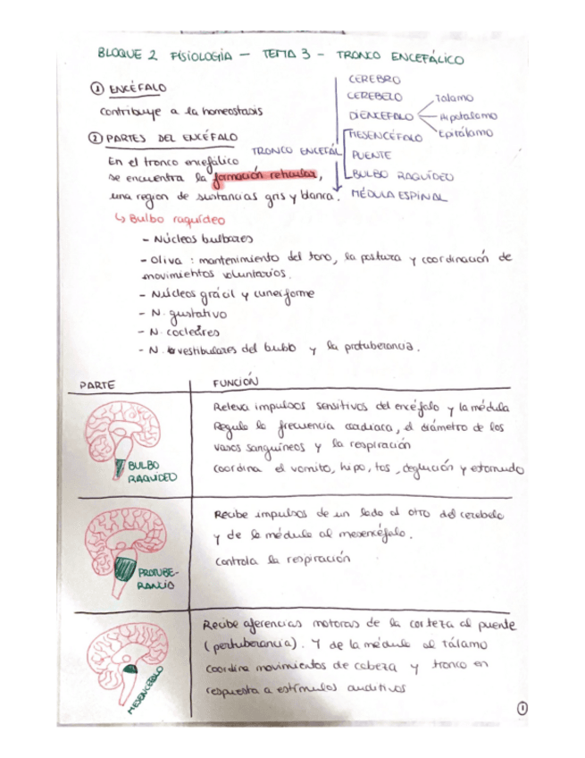 TEMA-8-FISIOLOGIA.pdf