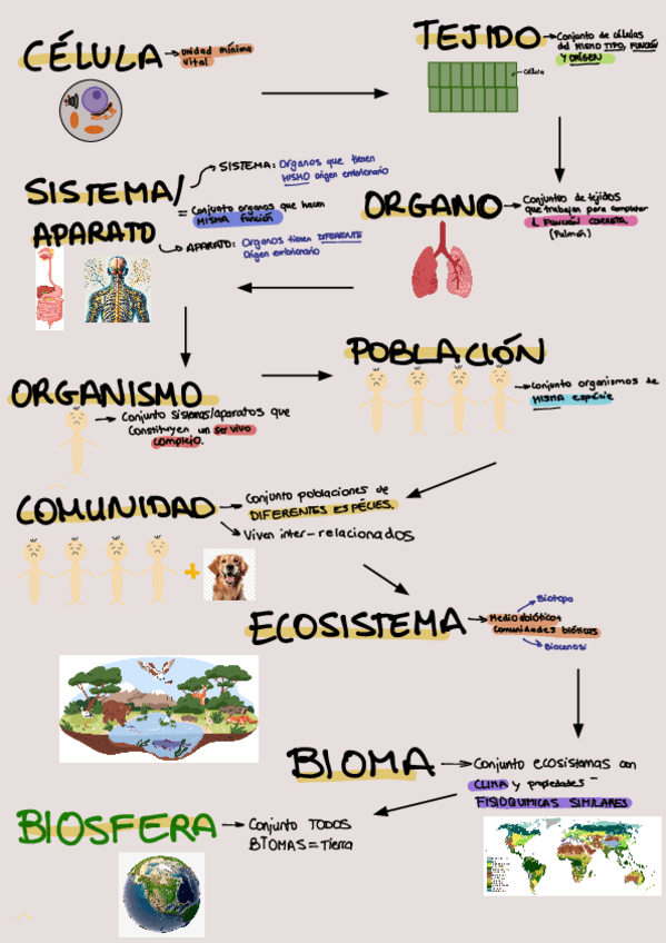 Esquema-niveles-de-organizacion-celular-de-seres-vivos.pdf