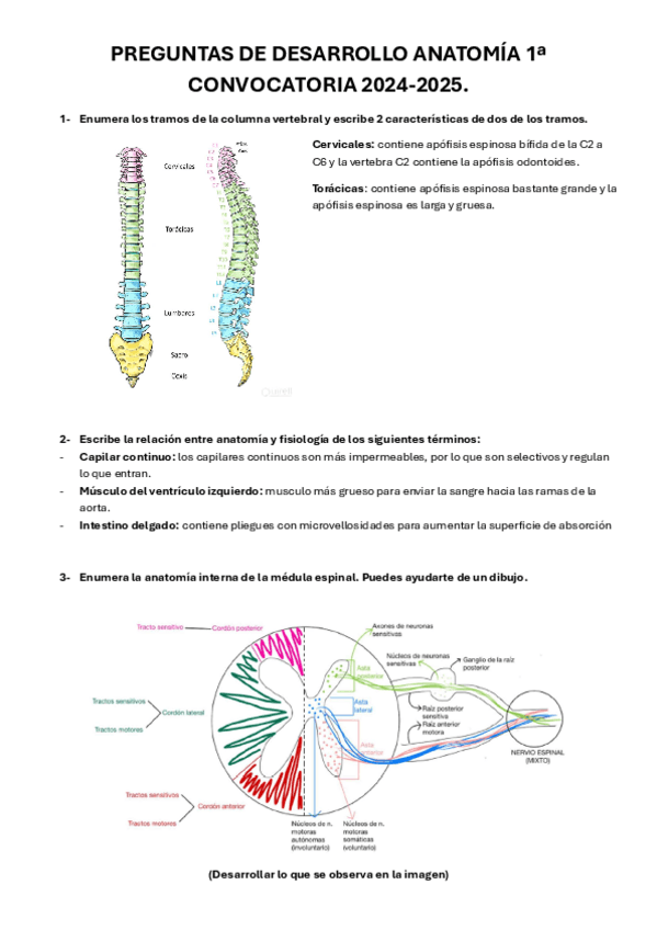 EXAMEN-ANATOMIA-1a-CONVOCATORIA-2024-2025.pdf