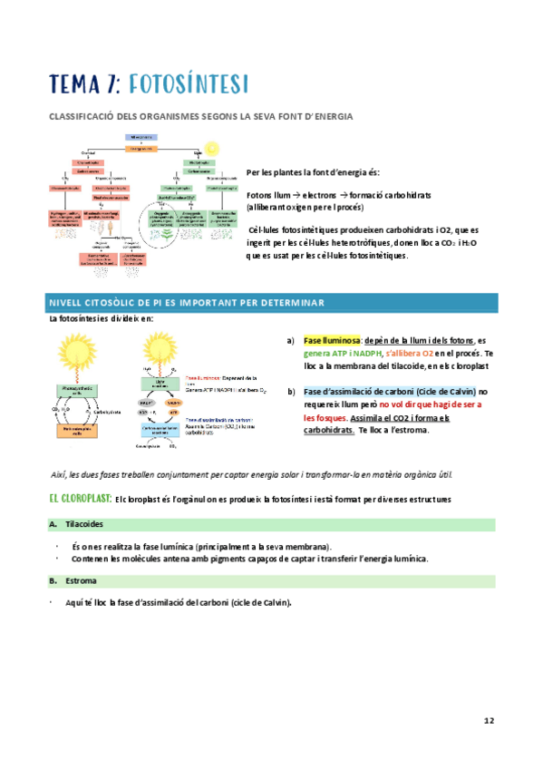 BSM-t-7-fotosintesi.pdf