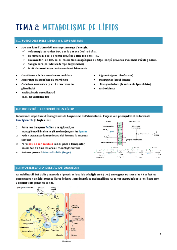 BSM-t-8-lipids.pdf