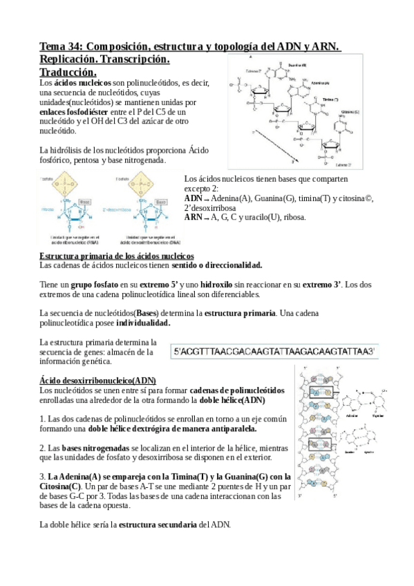 Tema-34.-Composicion-estructura-y-topologia-del-ADN-y-ARN.-Replicacion ...