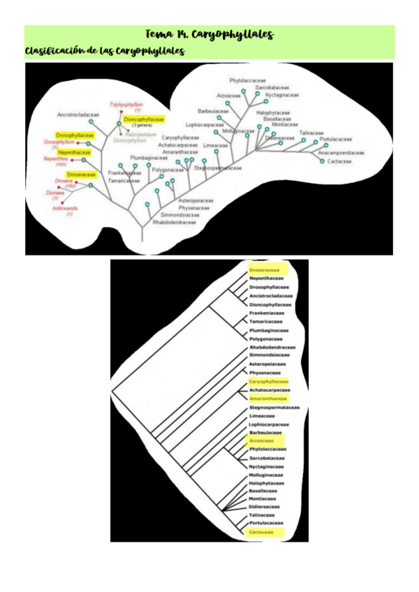 Tema-14.-Caryophyllales.pdf
