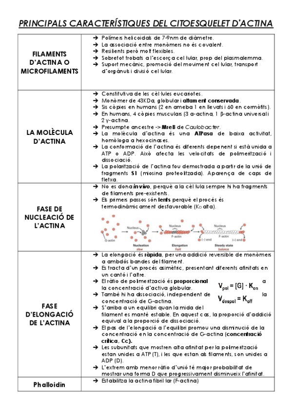 Resum-esquematic-BioCel-part-citoesquelet.pdf