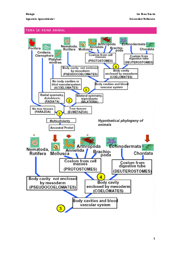 Tema-10.-Reino-Animal..pdf