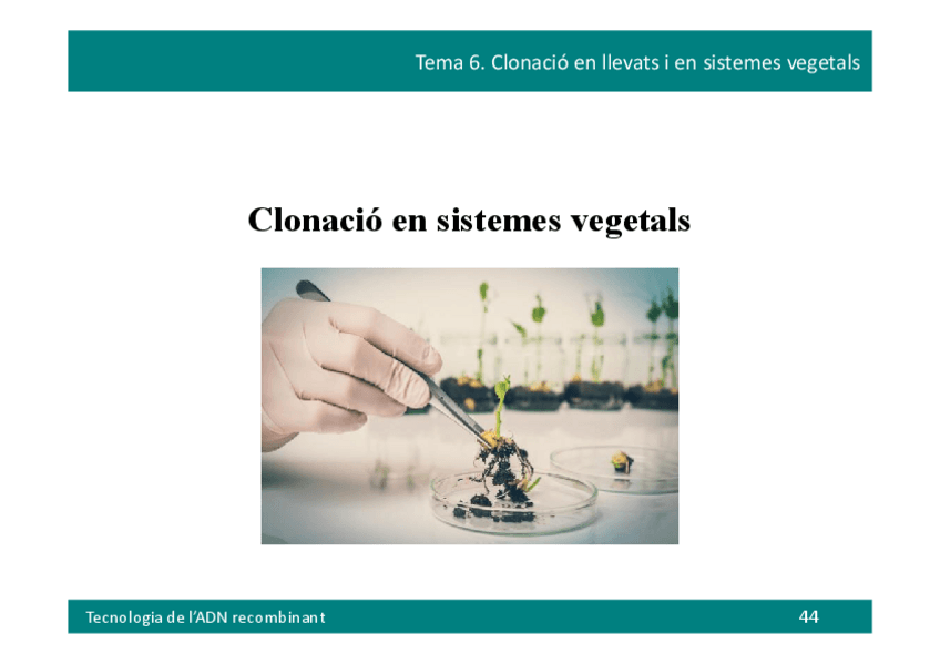 Tema-6-Part-IIPlantes.pdf