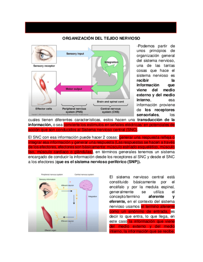 04-Anatomia-I-Organizacion-del-Tejido-Nervioso.pdf