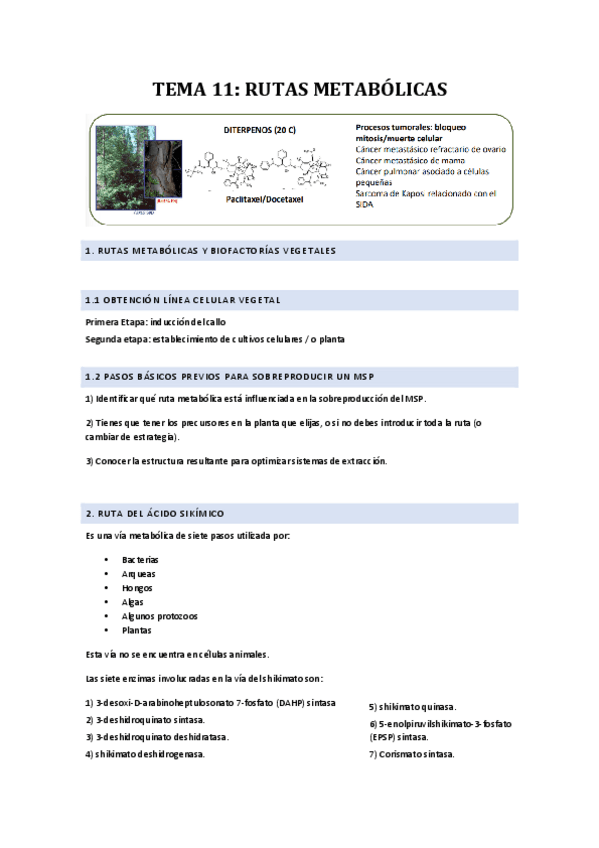 TEMA-11-RUTAS-METABOLICAS.pdf