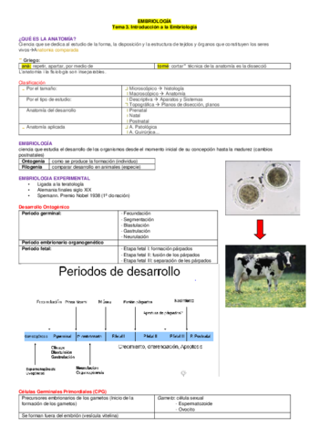 EMBRIOLOGÍA bo.pdf