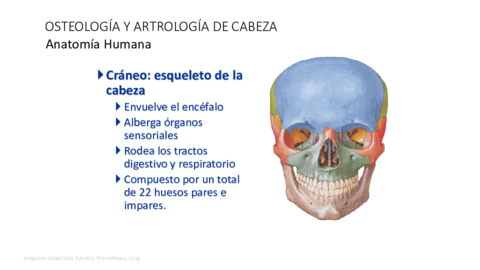 T10 craneo óseo.pdf