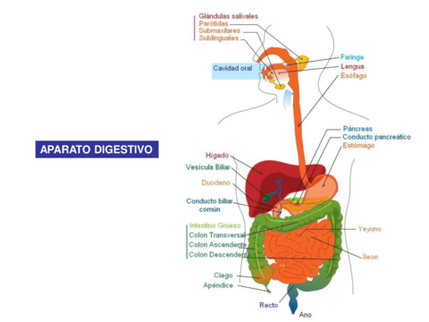 T6 aparato digestivo.pdf