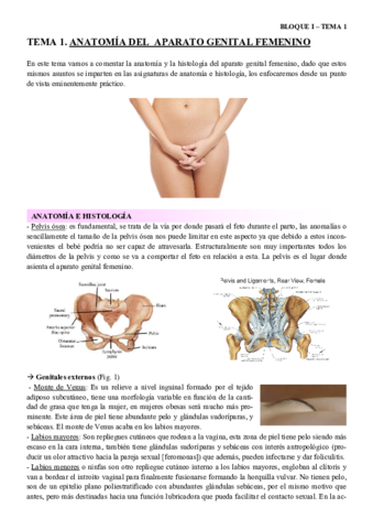 Bloque 1 - Tema 1 - anatomia.pdf