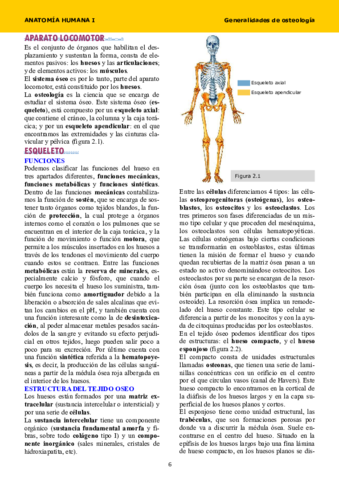 Anatomia tema 2.pdf