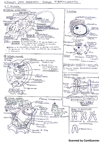 Dibujos Biología.pdf