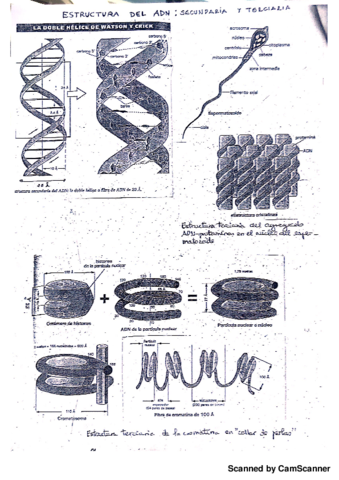 Estructura ADN.pdf