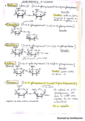 Disacaridos Bioq.pdf