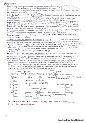 Glucolisis.pdf