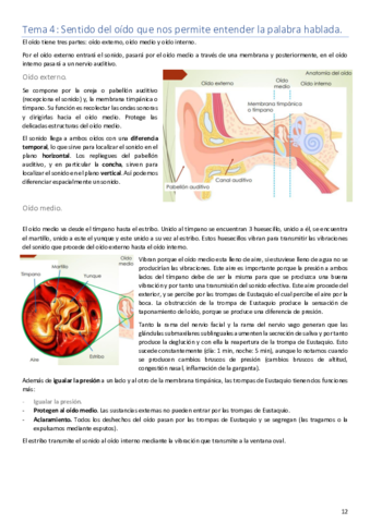 Tema 4. Anatomía..pdf