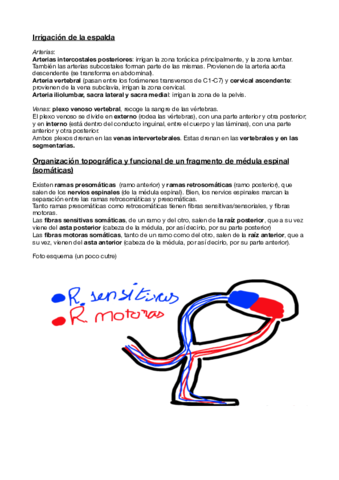 Irrigación de la espalda y organización de medula espinal (a nivel somático).pdf