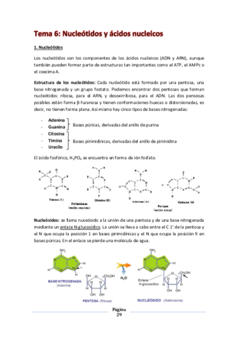 T6. Nucleótidos y ácidos nucleicos.pdf