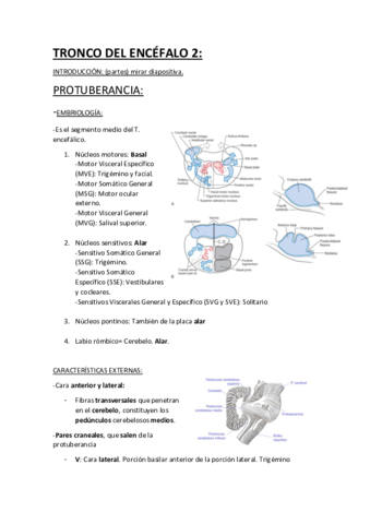 TRONCO DEL ENCÉFALO 2.pdf