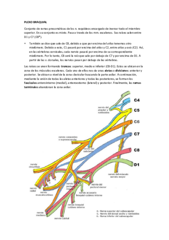 MIEMBRO SUPERIOR ANATOMÍA.pdf