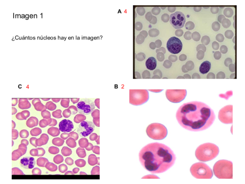 Prueba práctica 2 Cito-Histo I.pdf