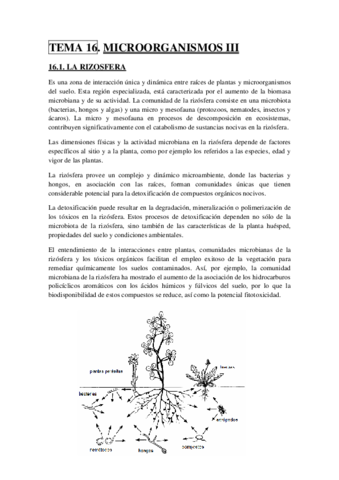 TEMA 16.pdf