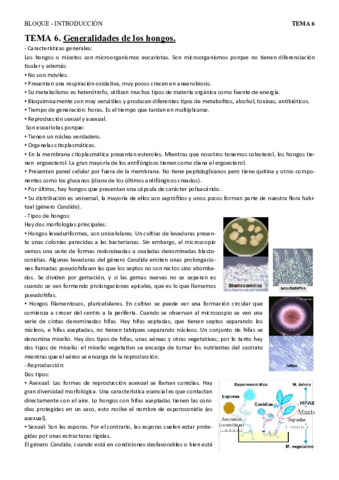 T6 - gen hongos.pdf