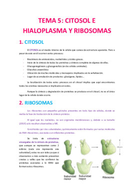 Tema 5 Citosol y Ribosomas.pdf