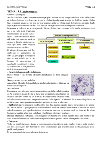 T13.1 - Actinomyces.pdf