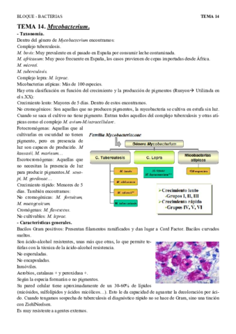 T14 - Mycobacterium.pdf