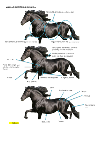 Valoració morfològica equina.pdf