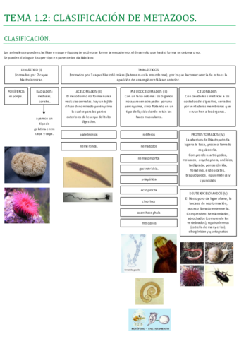 PARTE 1.2- CLASIFICACIÓN DE METAZOOS.pdf