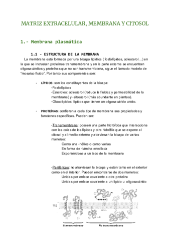 TEMA 2 BIO UNI.pdf