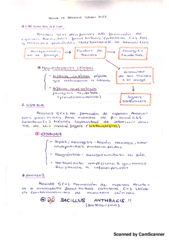 Bacilos gram (+).pdf