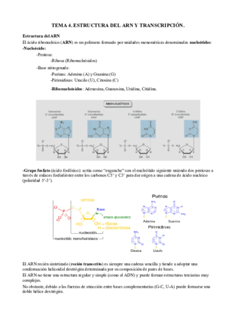 4. Estructura del ARN y transcripción.pdf
