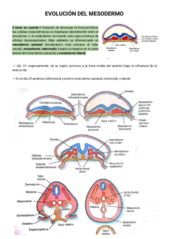 Evolución del mesodermo.pdf