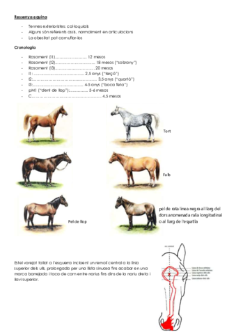 Ressenya equina.pdf