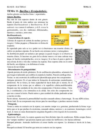 T11 - Bacillus y Erysipelothrix.pdf