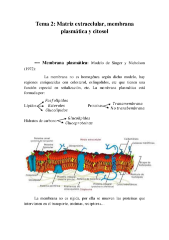 Tema 2 Matriz extracelular- membrana plasmática y citosol.pdf