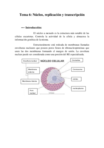 Tema 6 Núcleo- replicación y transcripción.pdf