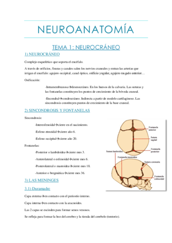Neuro tema 1.pdf