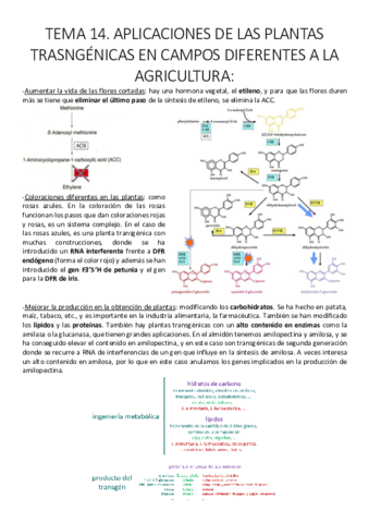 Tema 14. Aplicaciones de las plantas trasgénicas en campos diferentes a la agricultura.pdf