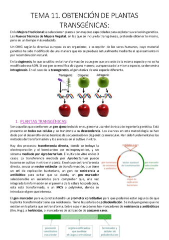 Tema 11. Obtención de plantas transgénicas..pdf