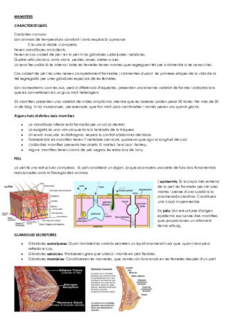 MAMIIFERS.pdf