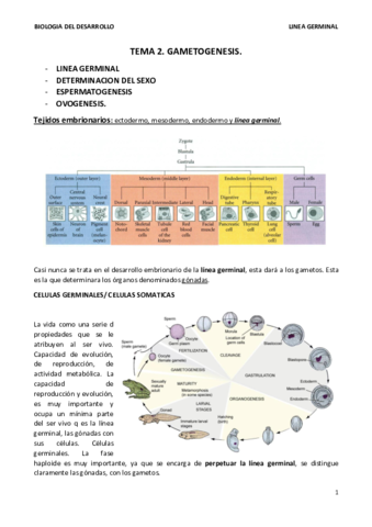 TEMA 2 - LINEA GERMINAL. terminado.pdf